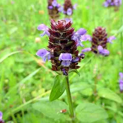 Brunelle commune Fleurs et graines