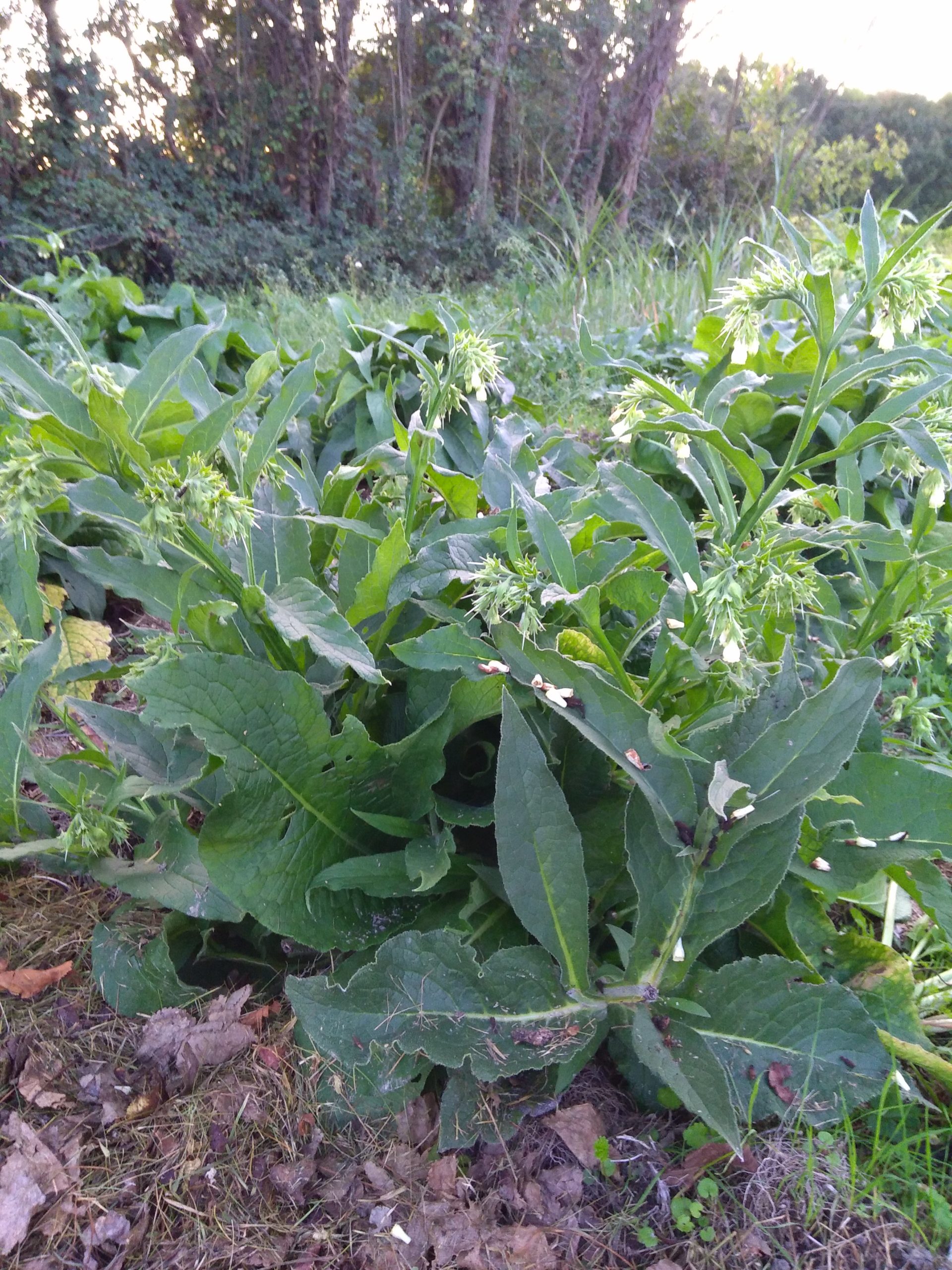 Consoude officinale - Graines Bio