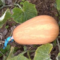 Courge musquée Sucrine du Berry Bio