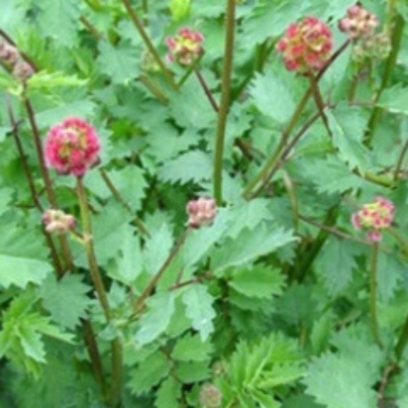 Petite Pimprenelle Bio fleurs et graines