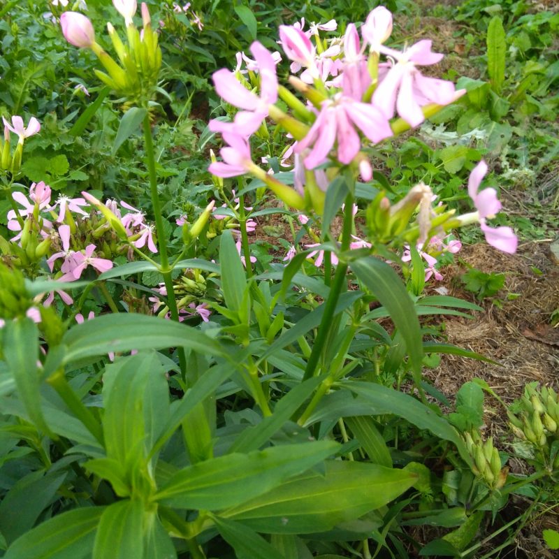 Saponaire officinale