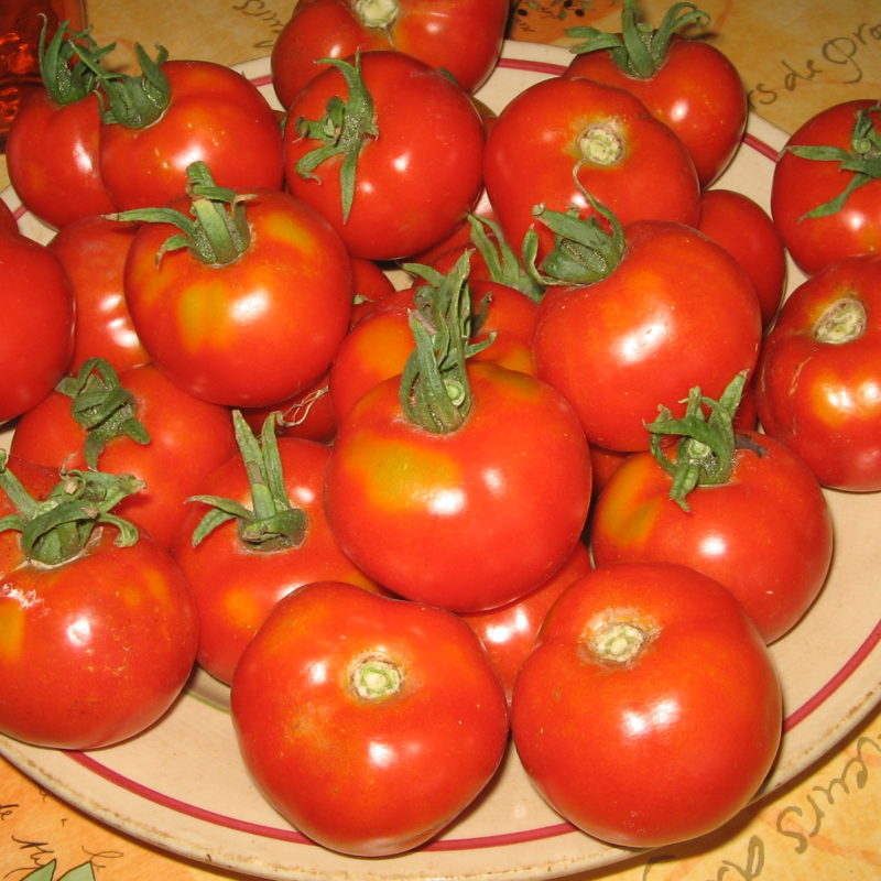 Tomate Glacier précoce Bio