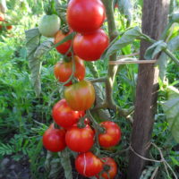 Tomate Glacier bio plant