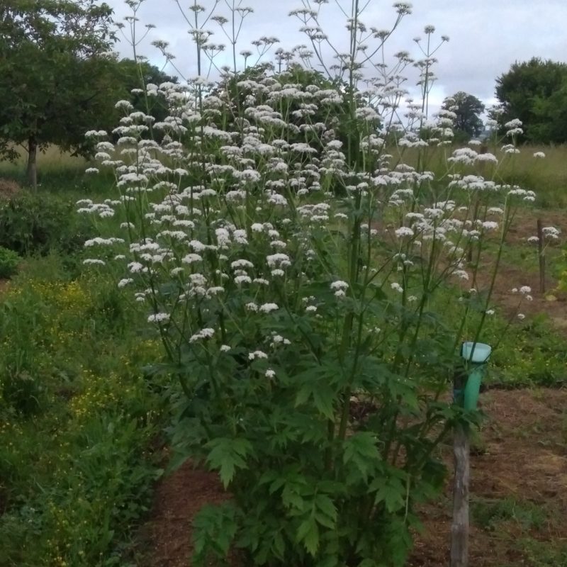 valériane officinale