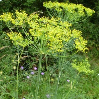 Graines de Fleurs des Champs et Graine Fleurs Sauvages - Semences du Puy