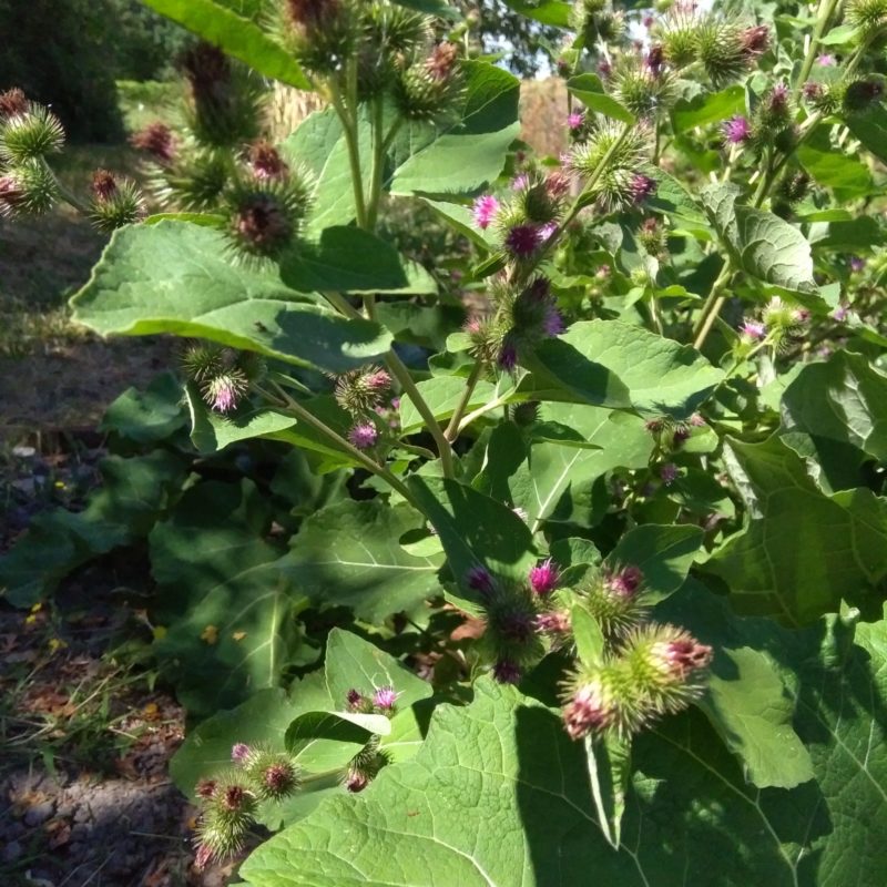 Bardane-graines-et-fleurs