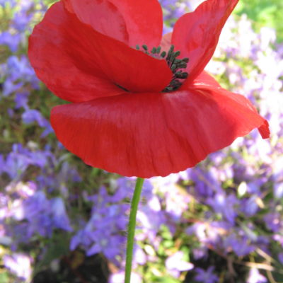 coquelicot