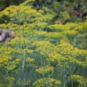 Graines De Fenouil Commun - Sachet De 300 Graines - Facile à Cultiver, Saveur Anisée - Pour Potager Ou Balcon