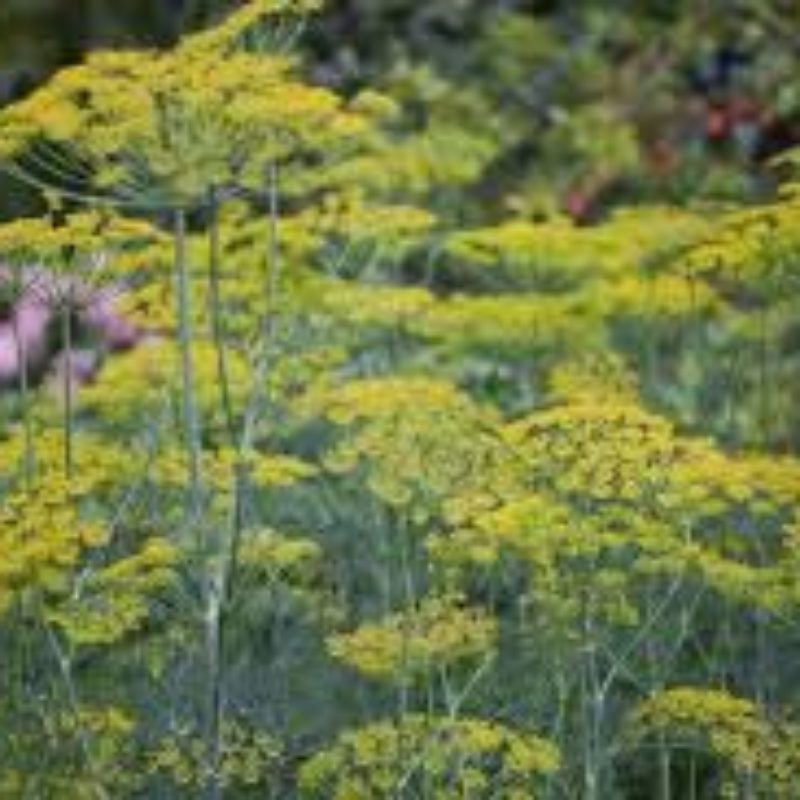 Fenouil commun Bio fleurs et graines