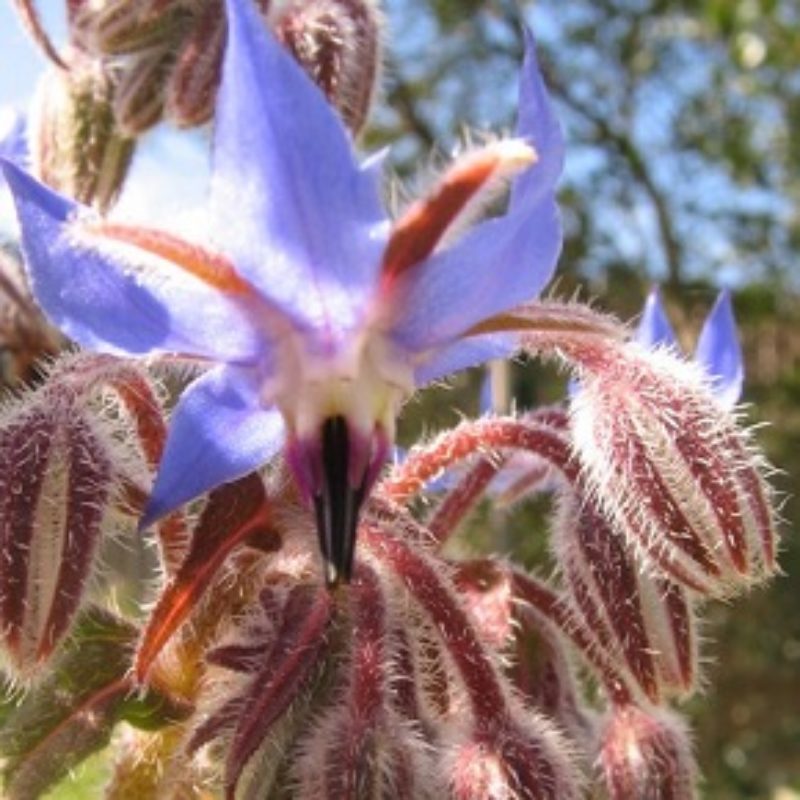 Fleur de bourrache