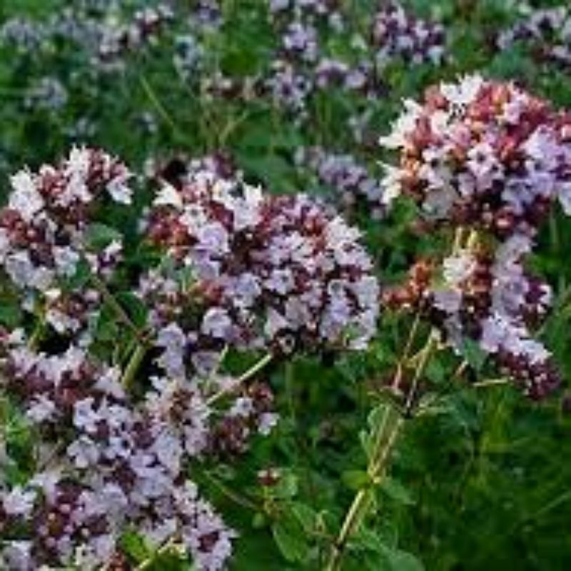 Origan, graines bio de fleurs mellifères, utiles au jardin. - Les Graines  dans le Vent