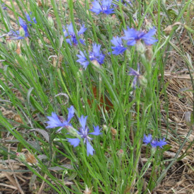 Bleuet des champs