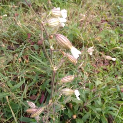 compagnon-blanc bio fleurs et graines