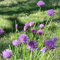 fleurs de ciboulette