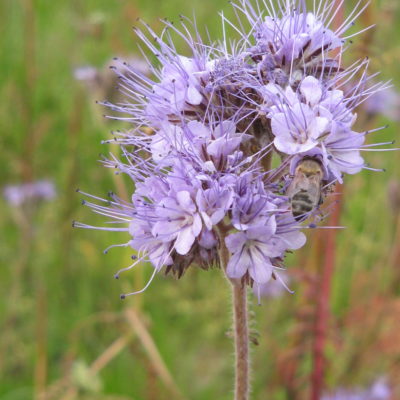 Phacélie fleur sauvage