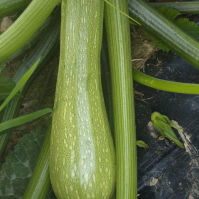 Courgette Genovese bio