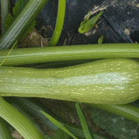 Courgette Genovese Bio