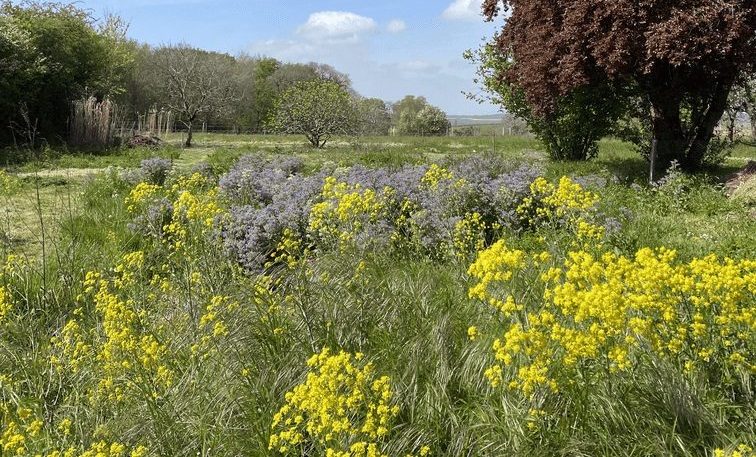 Les Graines dans le Vent Printemps 21