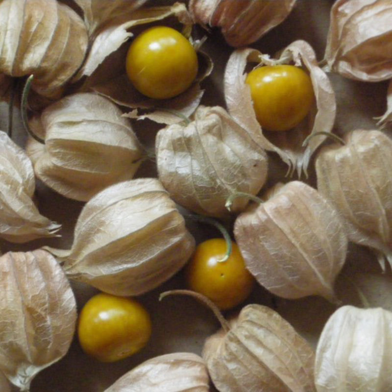 Physalis Goldie Bio