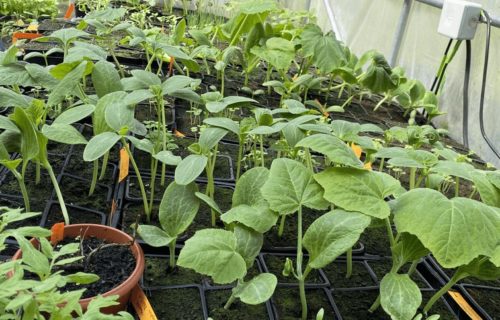 Jeunes plants bio 2021
