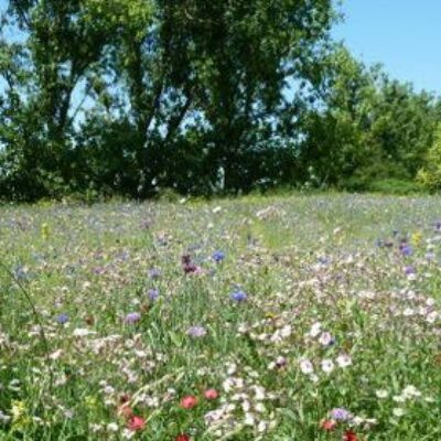 Mélange de graines de fleurs sauvages à semer