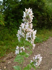 Plantes dherbe à chat Nepeta Cataria Graines -  France