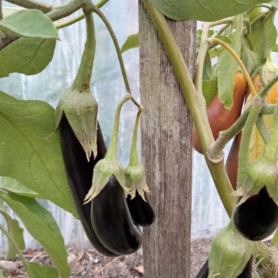 Aubergine Little Finger graines bio