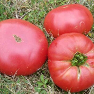 Tomate Prudens Purple