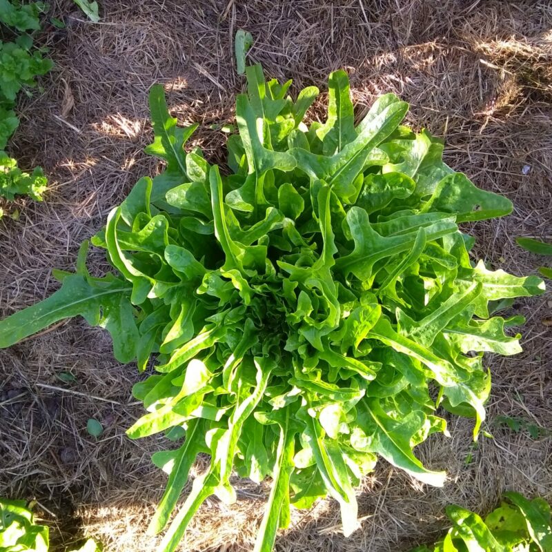 Laitue à couper Radichetta