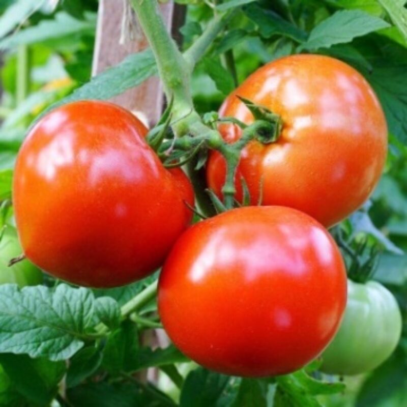 Tomate Matina