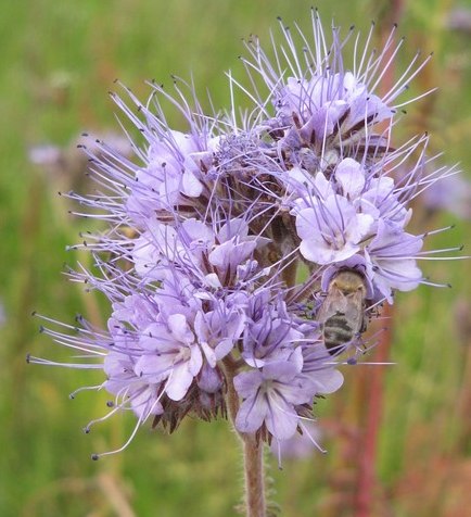 Mélange de fleurs pour abeilles – Graines biologiques