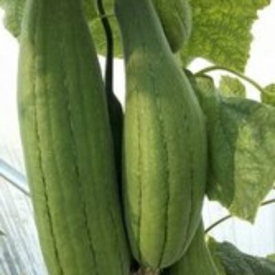 Courge éponge (récolte 2023)