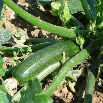 courgette verte maraichère