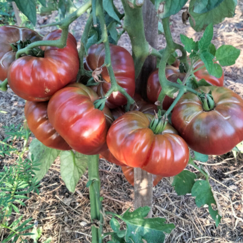 Purple Calabash en grappe