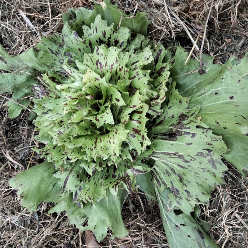 Chicorée variegata di castelfranco