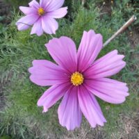 Cosmos annuel bio