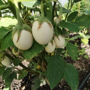 Graines D'aubergine Œuf Blanc - Variété Ancienne à Fruits Ovales - 50 Graines - Pour Potager Et Culture Maison