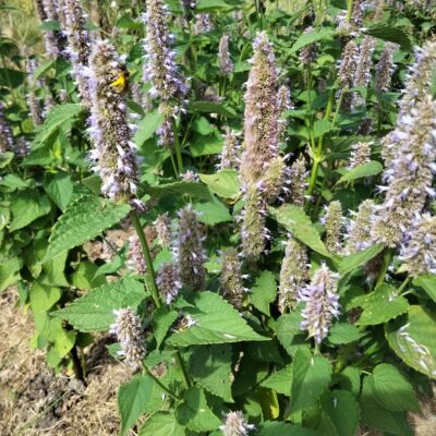 Agastache anisée