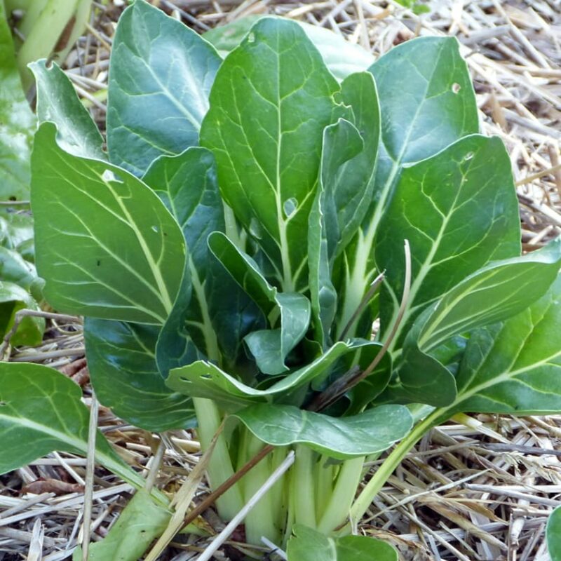 Poirée verte à couper bio