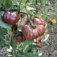 Tomate Purple Calabash