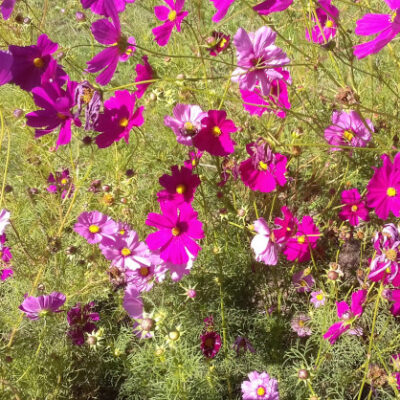 cosmos annuel bio
