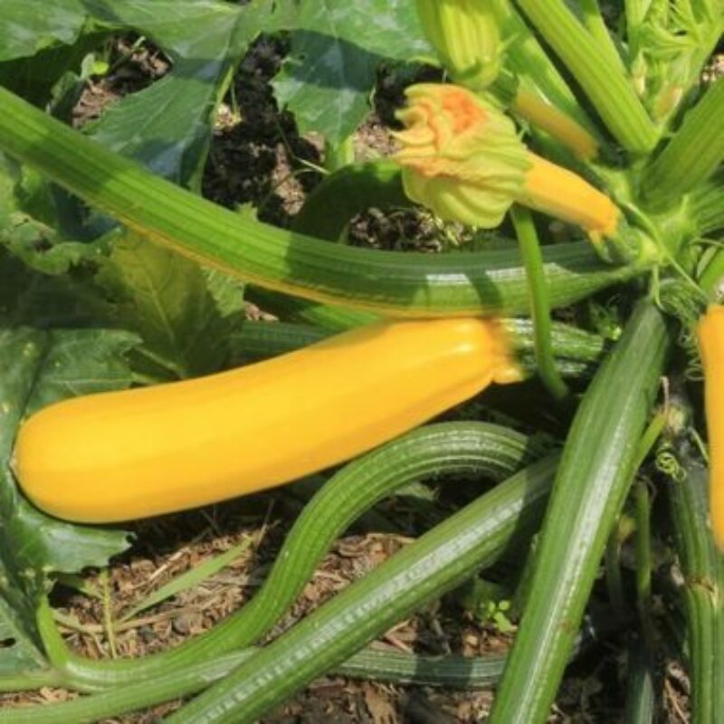 courgette-jaune-gold-rush bio