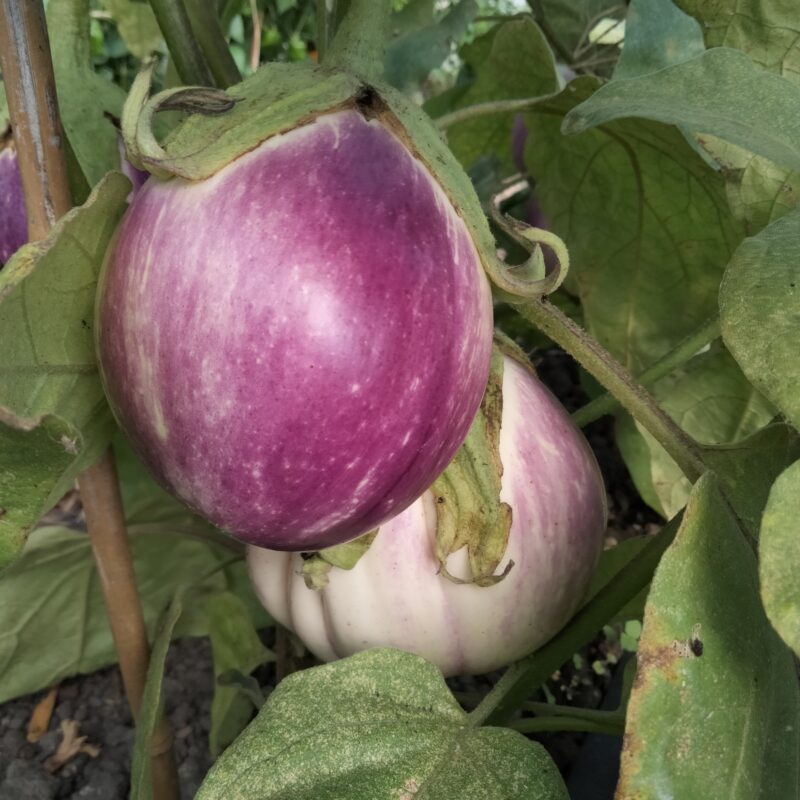 Aubergine-Rotonda-bianca-Sfumata-di-rosa