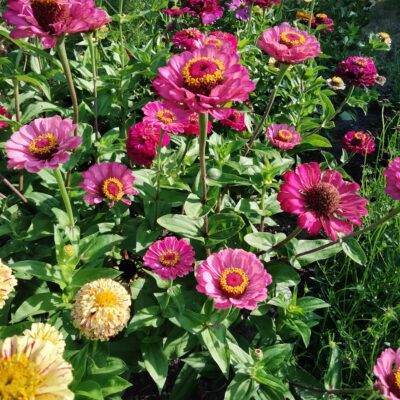 Zinnias en mélange