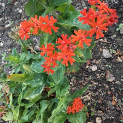 Lychnis Croix de Jérusalem
