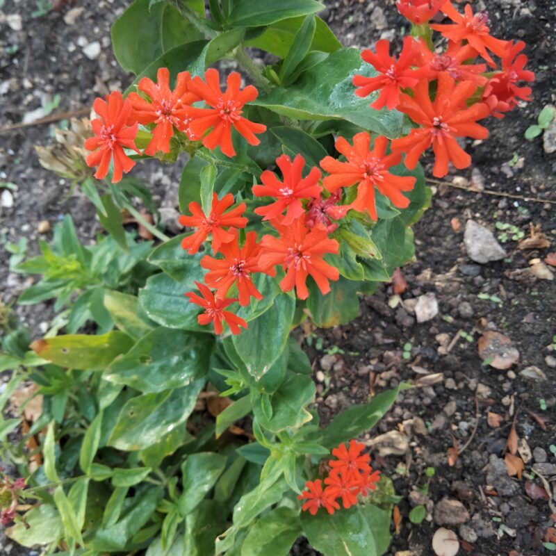 Lychnis Croix de Jérusalem