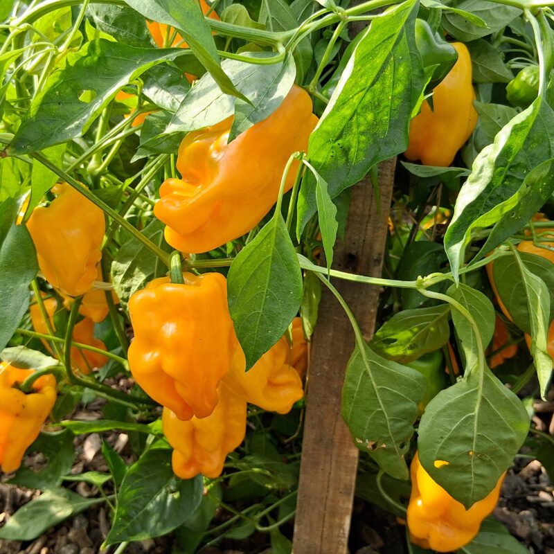 Poivron Petit Marseillais