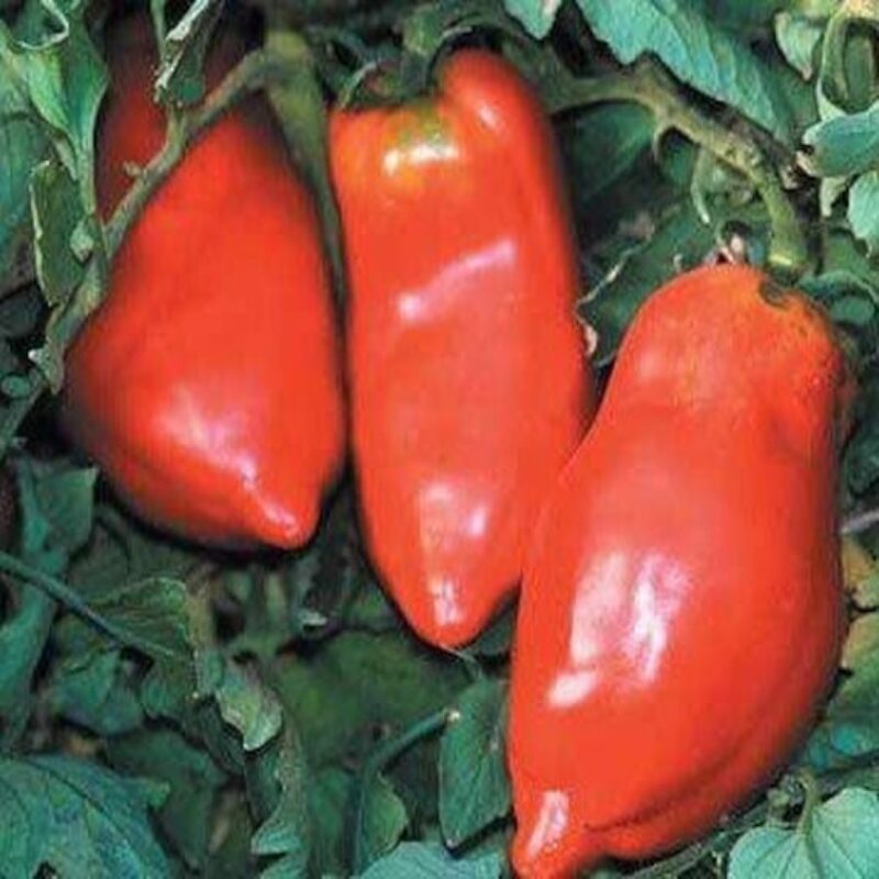tomate Opalka